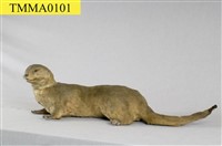 水獺藏品圖，第8張